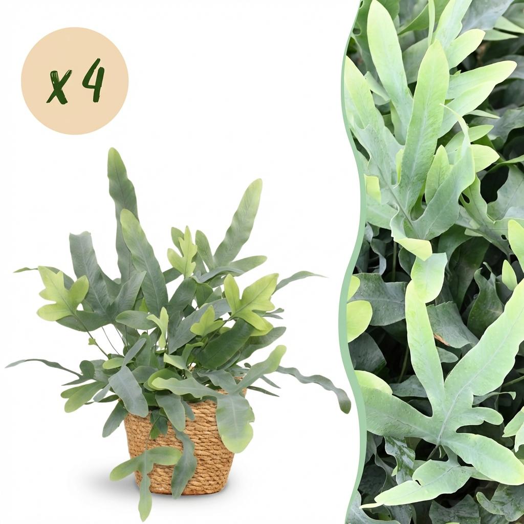 Phlebodium aureum Blue Star avec son feuillage bleu-vert distinctif dans un cache-pot tressé en fibre naturelle