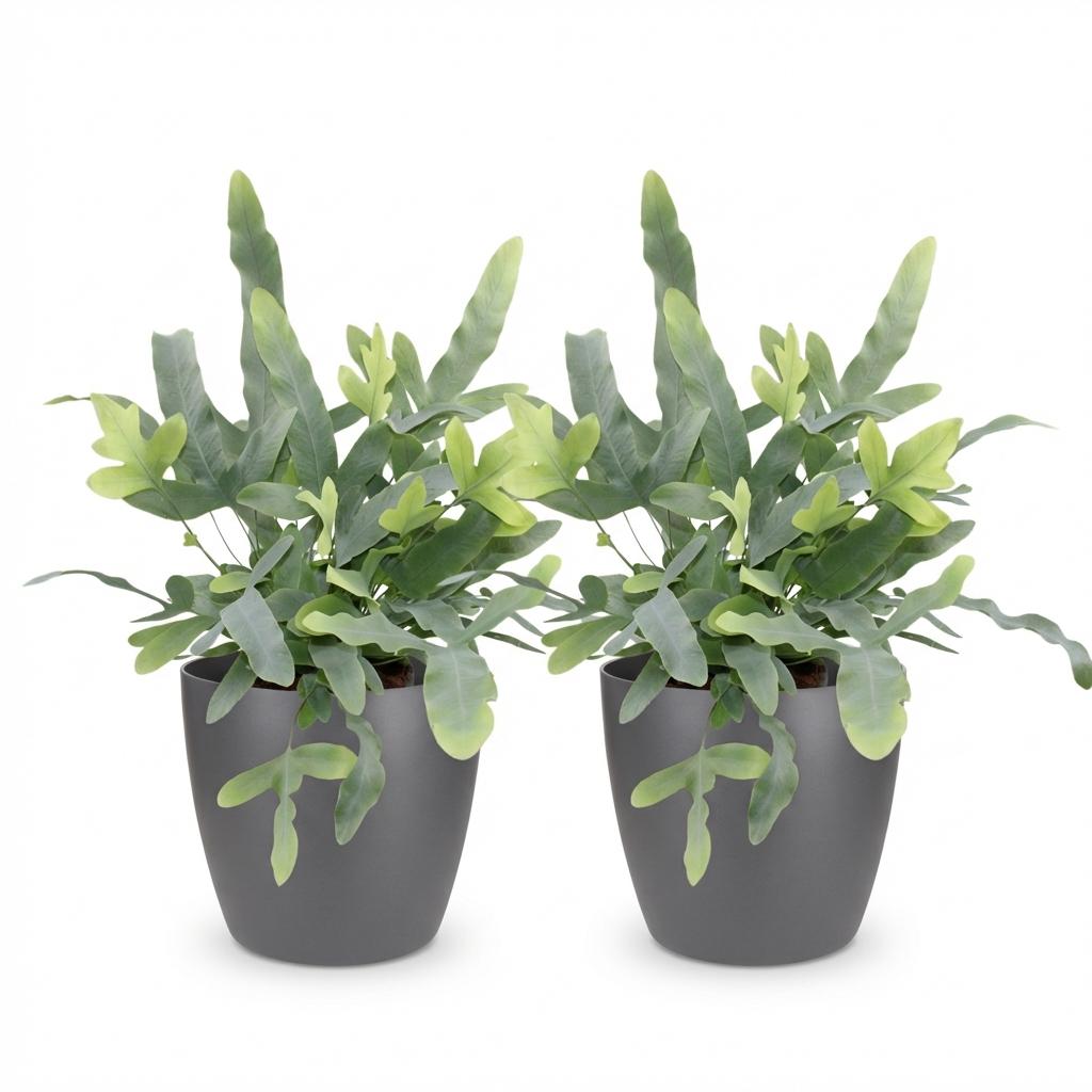 Deux Phlebodium aureum Blue Star aux feuilles lobées vert-bleuté en pot gris anthracite sur fond blanc