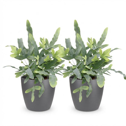 Deux Phlebodium aureum Blue Star aux feuilles lobées vert-bleuté en pot gris anthracite sur fond blanc