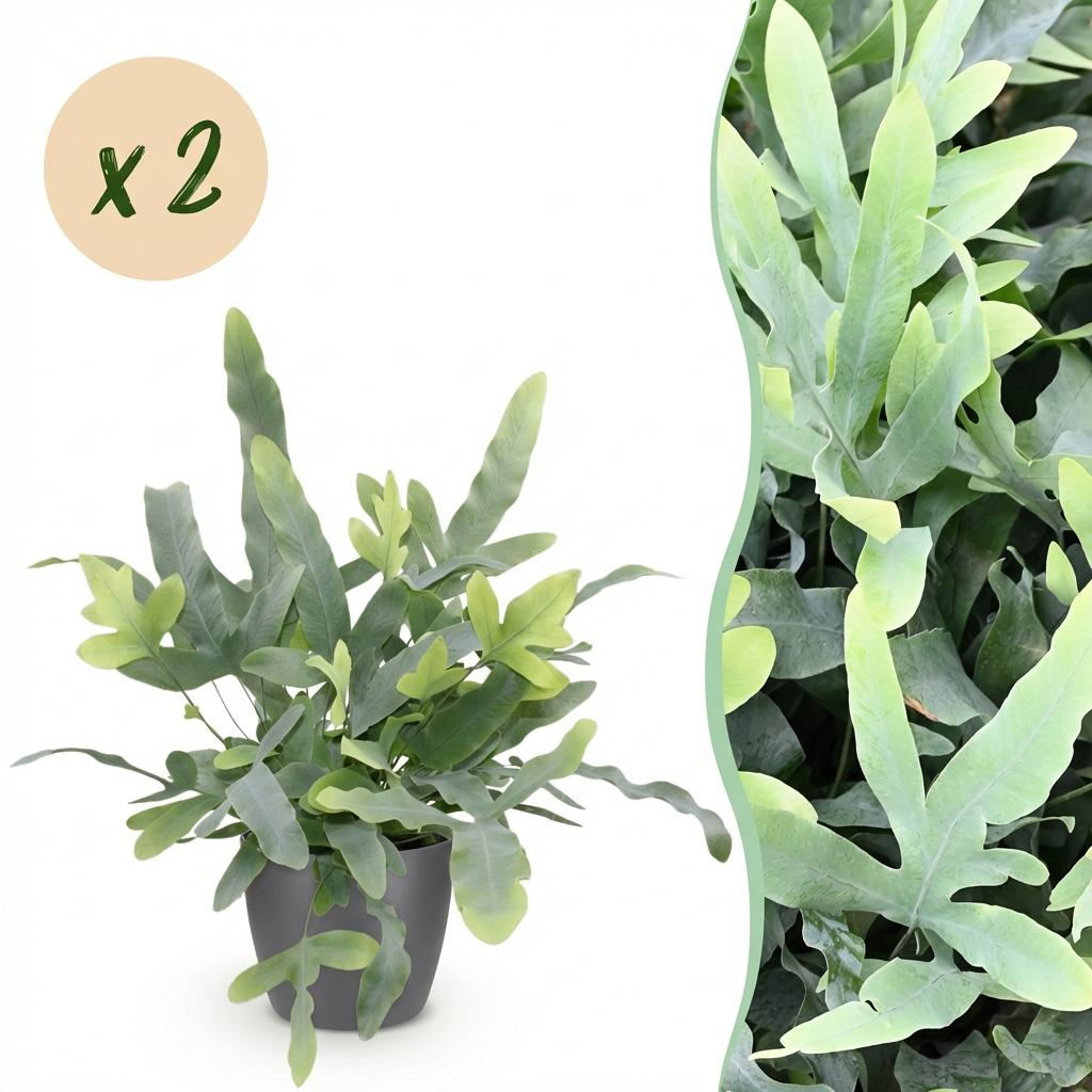 La Phlebodium aureum Blue Star, une fougère bleue aux feuilles lobées, est présentée dans un élégant cache-pot gris