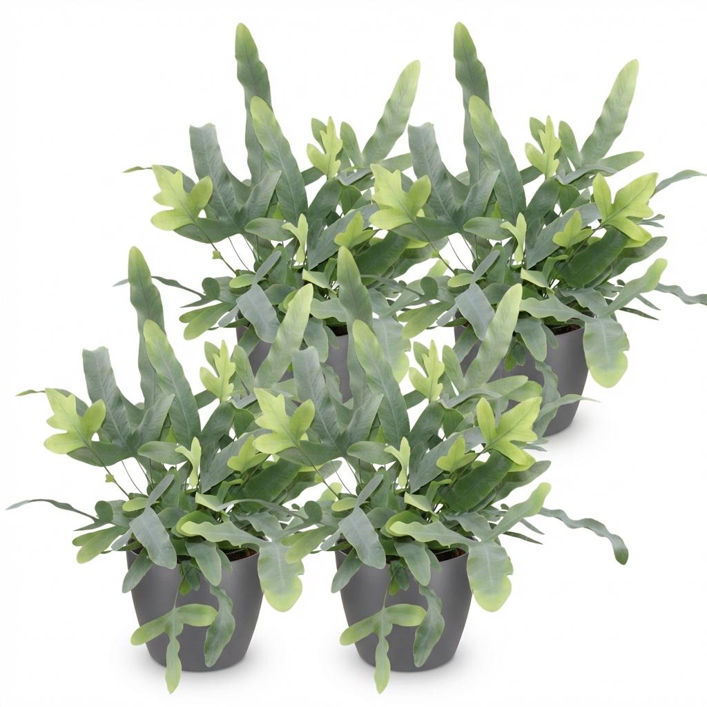 Quatre phlebodium aureum Blue Star aux feuilles vert bleuté et jeunes pousses vert clair dans des pots gris foncés