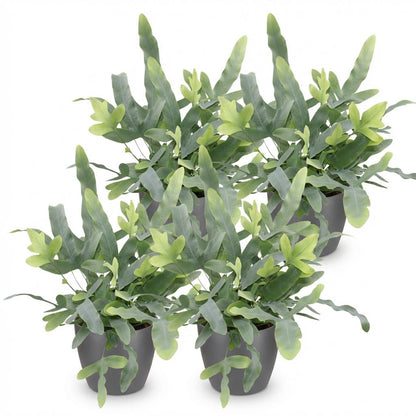 Quatre phlebodium aureum Blue Star aux feuilles vert bleuté et jeunes pousses vert clair dans des pots gris foncés