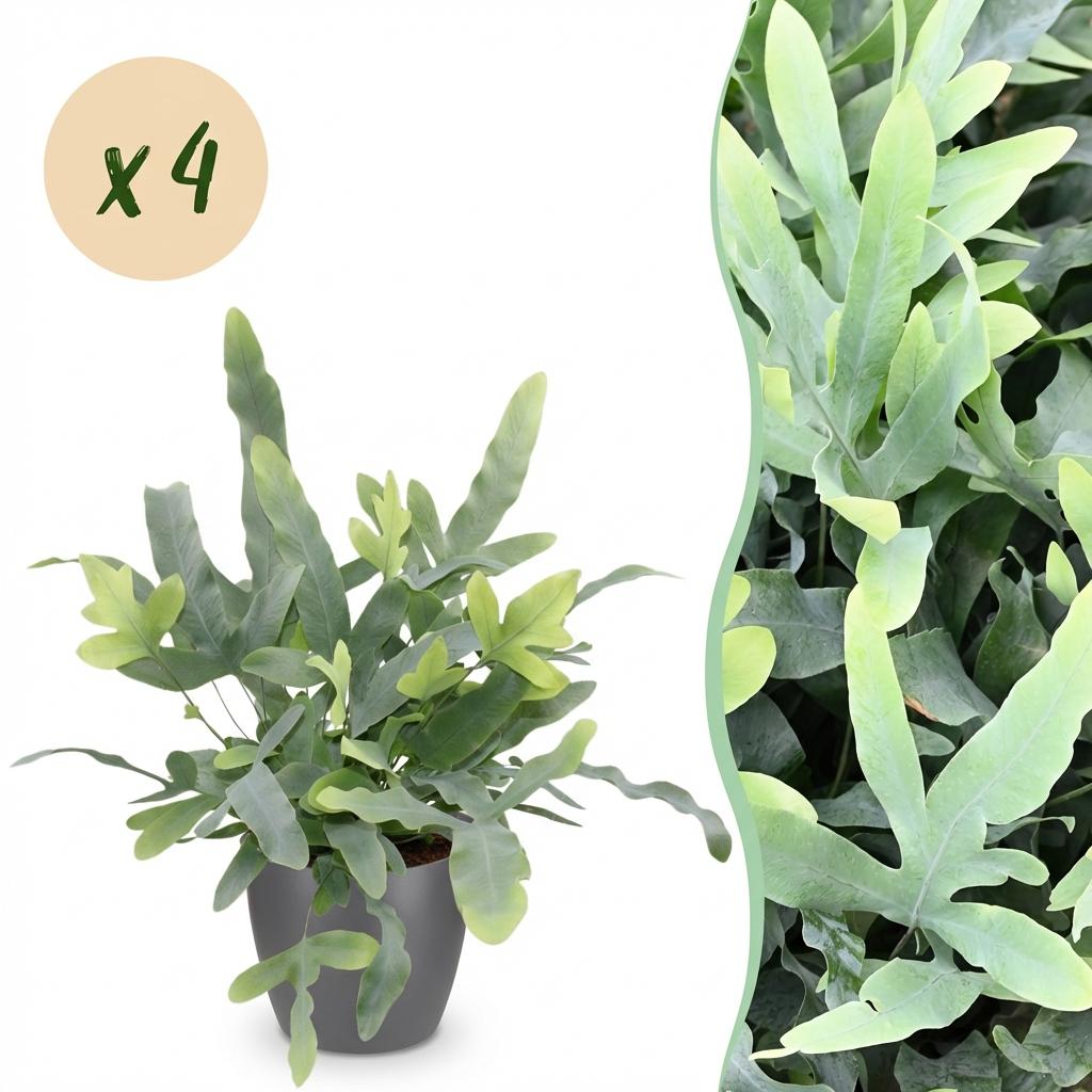 Phlebodium aureum Blue Star, une jolie fougère bleue avec des frondes ondulées et des teintes vertes, dans un cache-pot gris