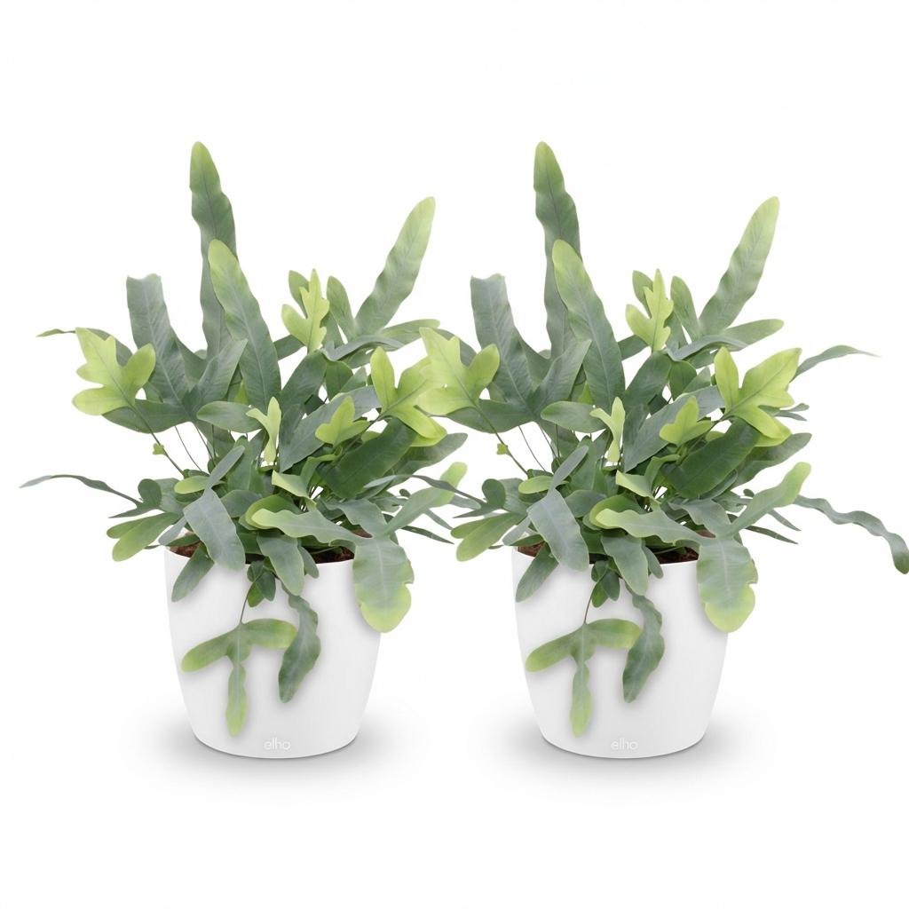 Deux Phlebodium aureum Blue Star aux frondes ondulées vert-bleuâtre dans des pots ronds blancs
