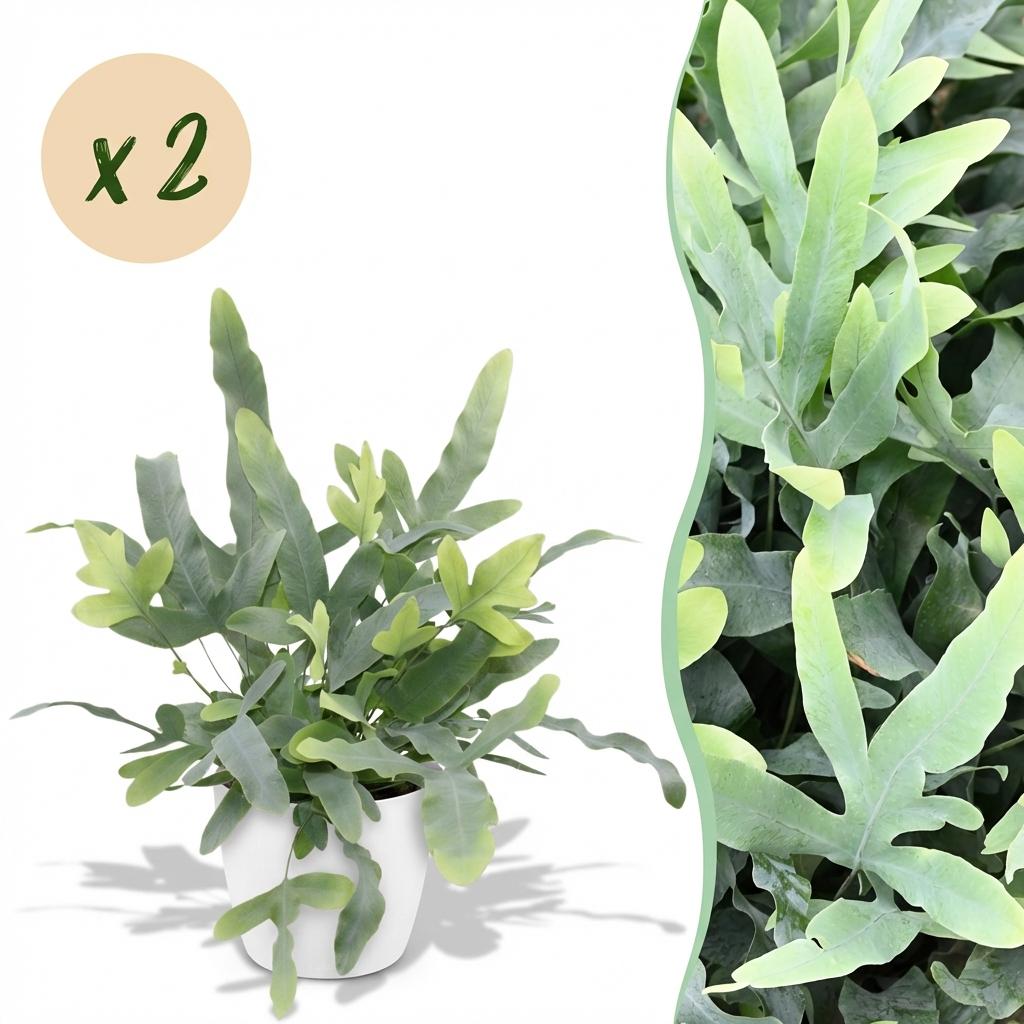 Phlebodium aureum Blue Star avec un feuillage lobé et ondulé aux reflets bleutés dans un cache-pot blanc élégant