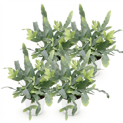 Quatre Phlebodium aureum Blue Star, chacun avec des feuilles vert bleuté et de jeunes pousses vert clair, dans des pots blancs