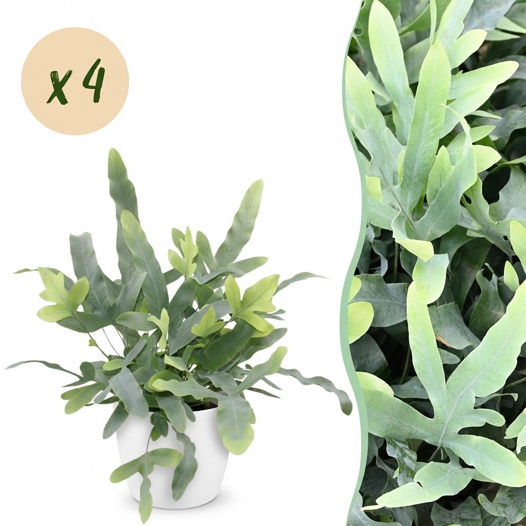 Superbe Phlebodium aureum Blue Star avec ses feuilles lobées vert-bleuté dans un cache-pot blanc élégant