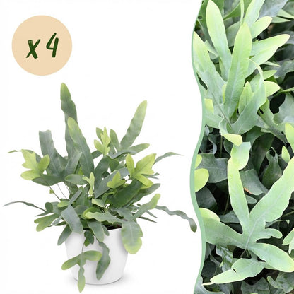 Superbe Phlebodium aureum Blue Star avec ses feuilles lobées vert-bleuté dans un cache-pot blanc élégant