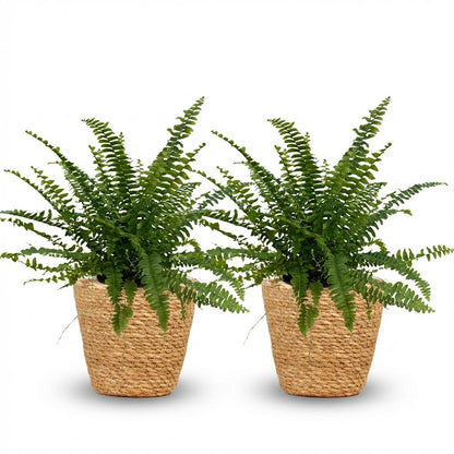 Deux Nephrolepsis exaltata Green Lady aux feuilles vert vif dans des pots en osier tressé sur fond blanc