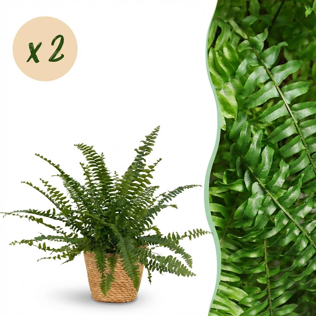 Une élégante Nephrolepis exaltata Green Lady avec ses nombreuses frondes vert vif, présentée dans un joli cache-pot en fibre tressée