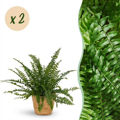 Une élégante Nephrolepis exaltata Green Lady avec ses nombreuses frondes vert vif, présentée dans un joli cache-pot en fibre tressée