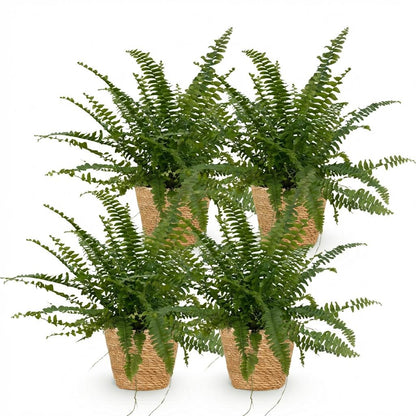 Quatre Nephrolepsis exaltata Green Lady aux feuilles vertes intenses dans des paniers tressés clairs