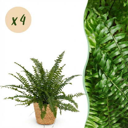 Une élégante Nephrolepis exaltata Green Lady avec son feuillage dense et vert vif est présentée dans un cache-pot Panier tressé
