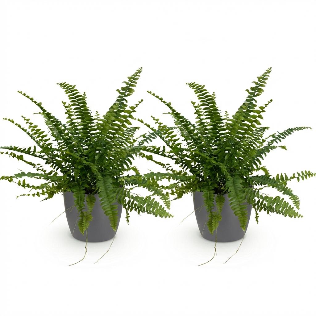 Deux Nephrolepsis exaltata Green Lady aux feuilles vertes intenses dans des pots ronds gris, sur fond blanc