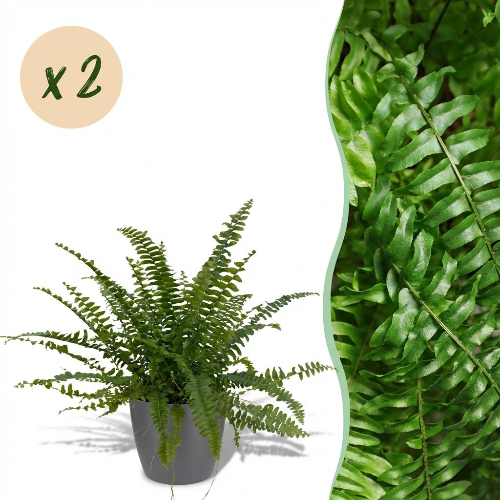 Une élégante Nephrolepsis exaltata Green Lady avec son feuillage dense et vert vif est présentée dans un cache-pot gris moderne