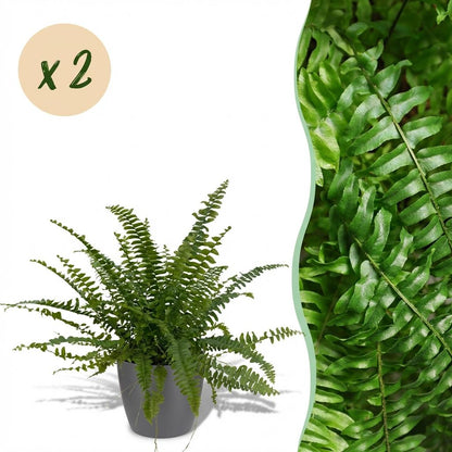 Une élégante Nephrolepsis exaltata Green Lady avec son feuillage dense et vert vif est présentée dans un cache-pot gris moderne