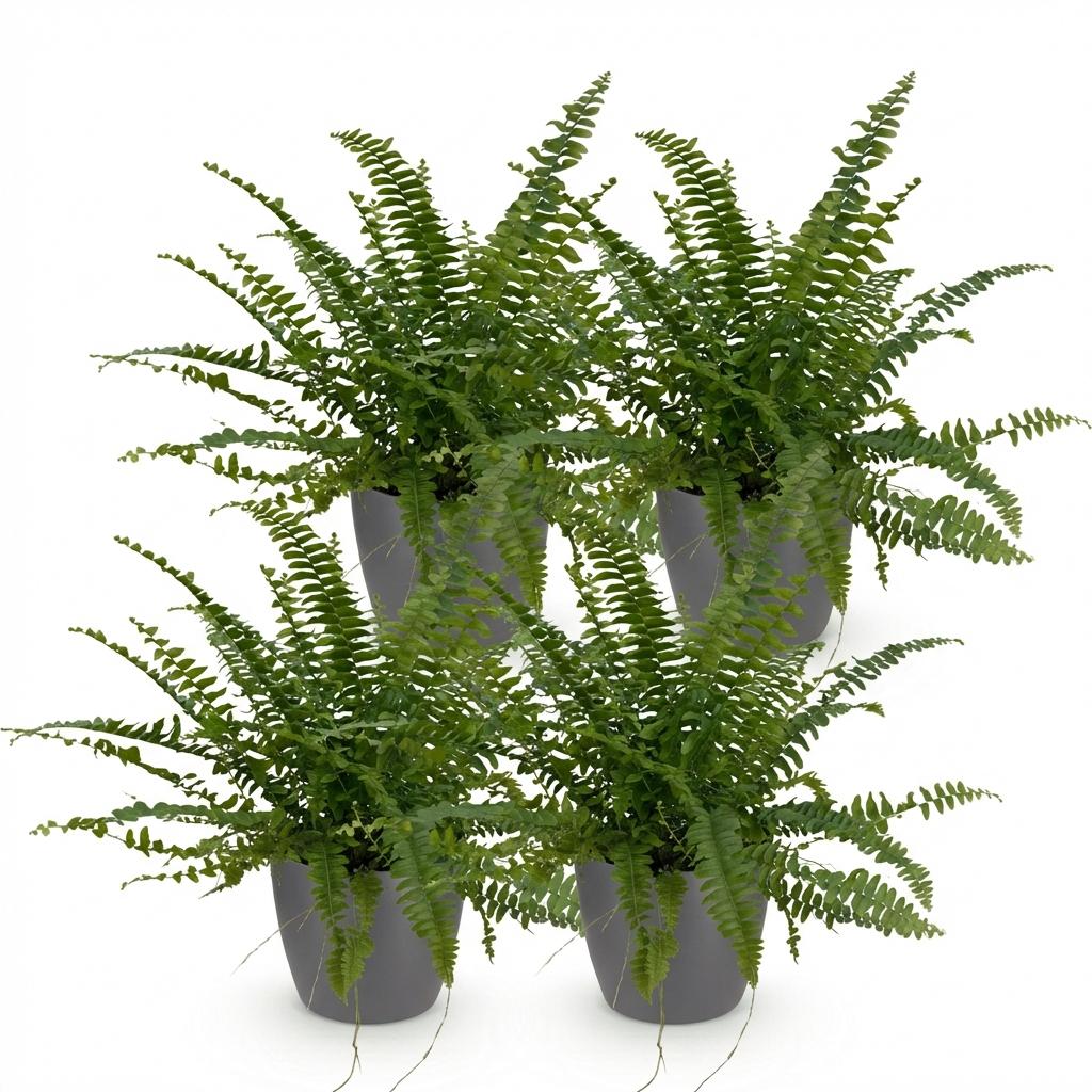 Quatre fougères Nephrolepsis exaltata Green Lady au feuillage vert vif et dense dans des pots de couleur grise