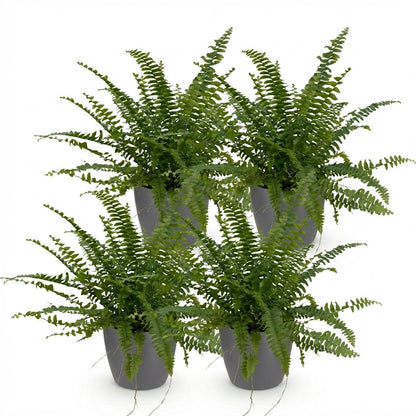 Quatre fougères Nephrolepsis exaltata Green Lady au feuillage vert vif et dense dans des pots de couleur grise