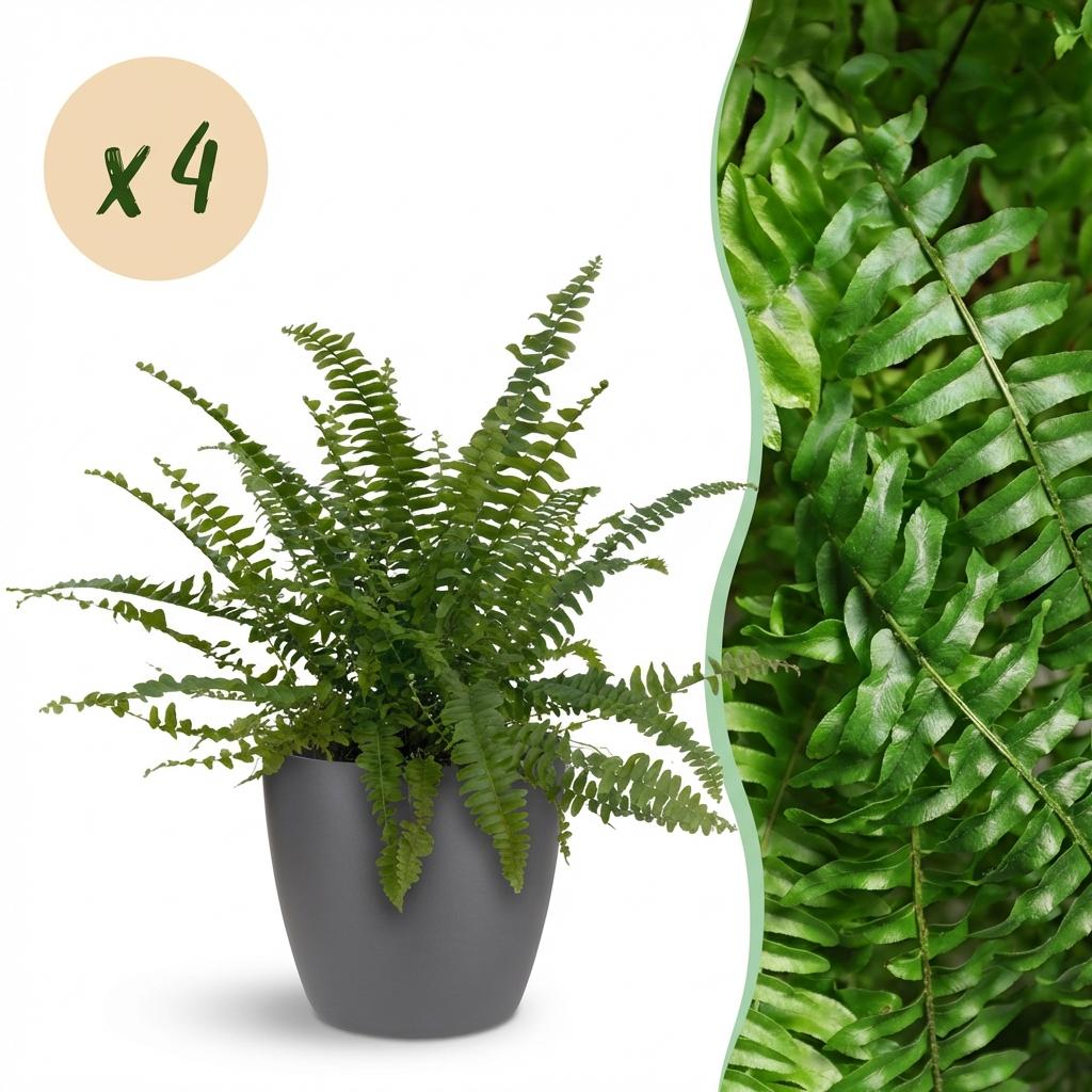 Une élégante Nephrolepsis exaltata Green Lady en pot de 12cm et son cache-pot gris foncé, avec un gros plan sur le feuillage luxuriant de