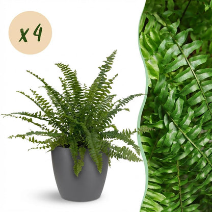 Une élégante Nephrolepsis exaltata Green Lady en pot de 12cm et son cache-pot gris foncé, avec un gros plan sur le feuillage luxuriant de