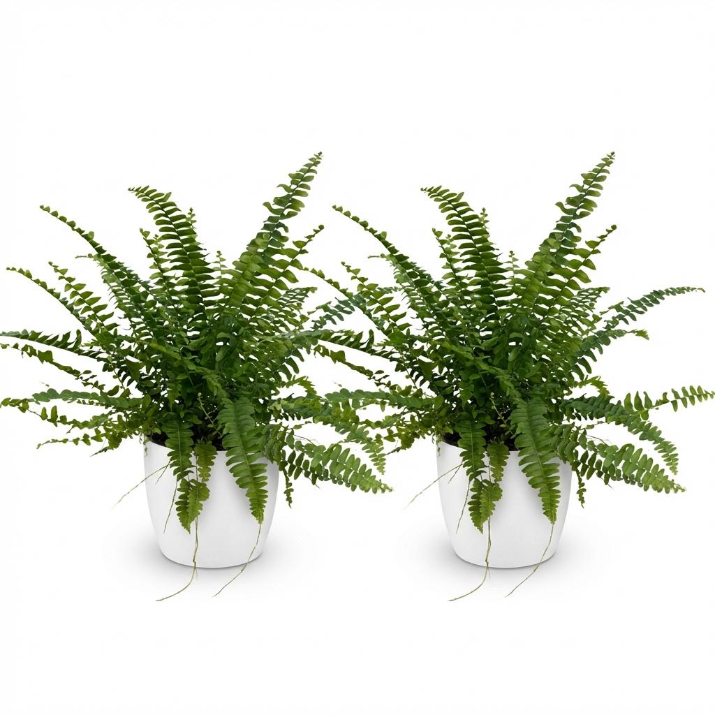 Deux Nephrolepis exaltata Green Lady aux feuilles vert vif et luxuriantes, dans des pots ronds blancs