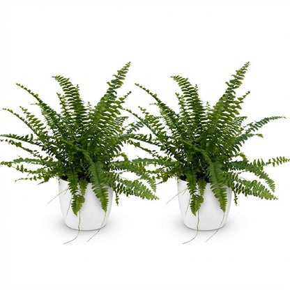 Deux Nephrolepis exaltata Green Lady aux feuilles vert vif et luxuriantes, dans des pots ronds blancs