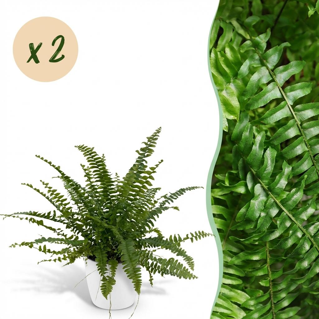 Une élégante Nephrolepsis exaltata Green Lady avec son feuillage dense et vert vif est présentée dans un pot blanc