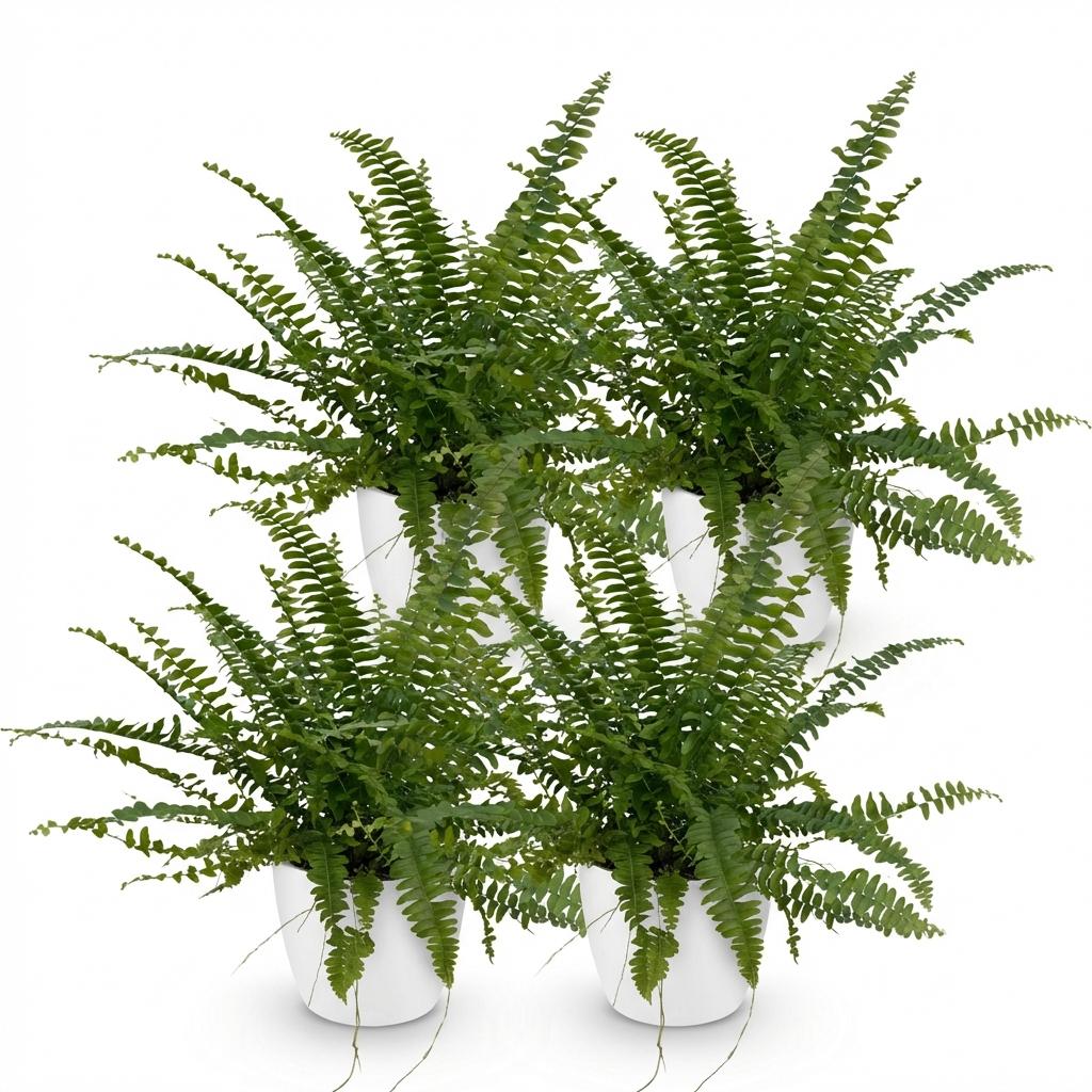 Quatre Nephrolepsis exaltata Green Lady avec un feuillage vert dense, chacun dans un pot blanc brillant