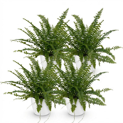 Quatre Nephrolepsis exaltata Green Lady avec un feuillage vert dense, chacun dans un pot blanc brillant