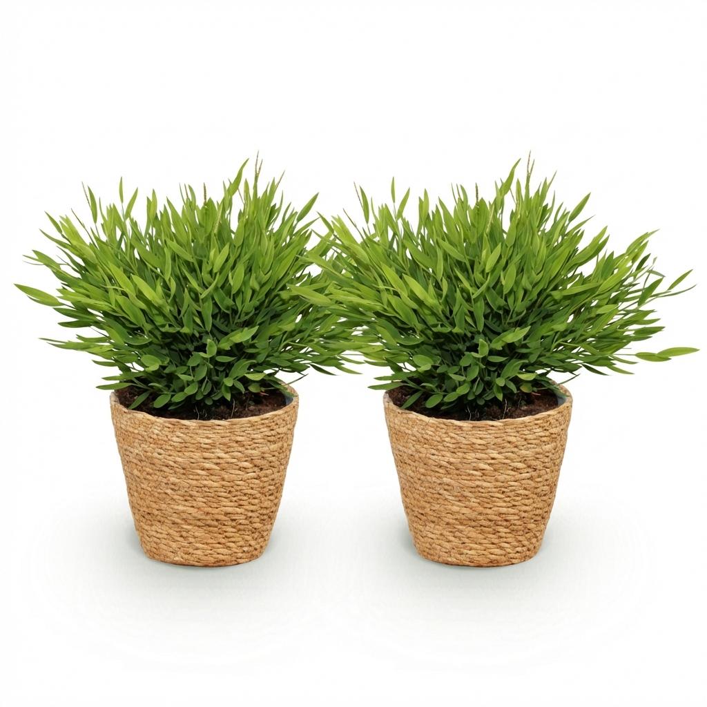 Deux bambous miniatures Pogonatherum Monica dans des pots tressés en fibres naturelles, au feuillage vert luxuriant