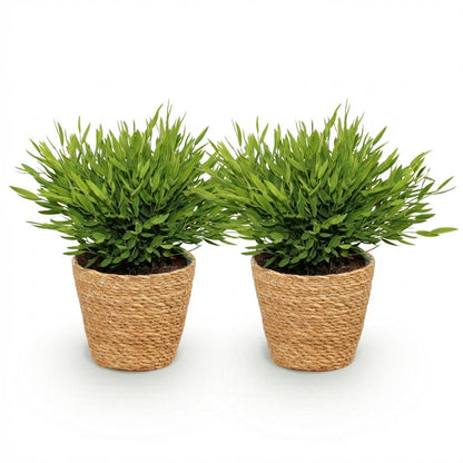 Deux bambous miniatures Pogonatherum Monica dans des pots tressés en fibres naturelles, au feuillage vert luxuriant