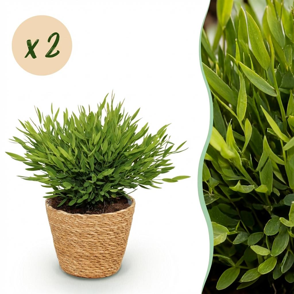 Une élégante Bambusa Pogonatherum Monica avec son feuillage dense et vert clair dans un cache-pot en panier tressé