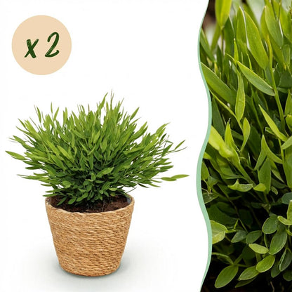 Une élégante Bambusa Pogonatherum Monica avec son feuillage dense et vert clair dans un cache-pot en panier tressé