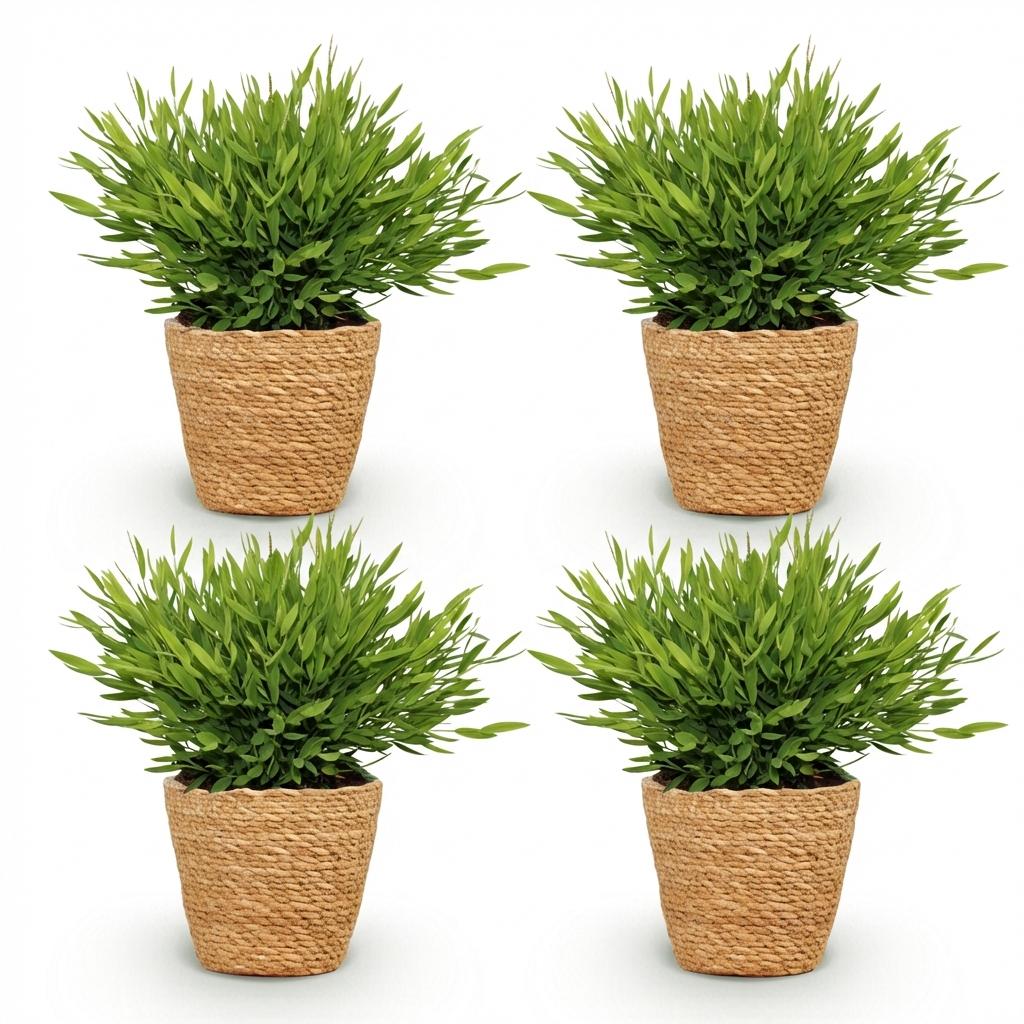 Quatre bambous miniatures Pogonatherum Monica au feuillage vert vif et dense, dans des pots en osier tressé