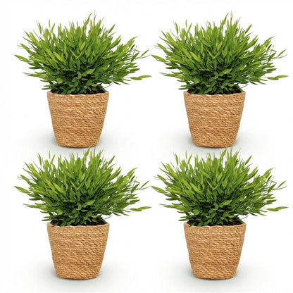 Quatre bambous miniatures Pogonatherum Monica au feuillage vert vif et dense, dans des pots en osier tressé