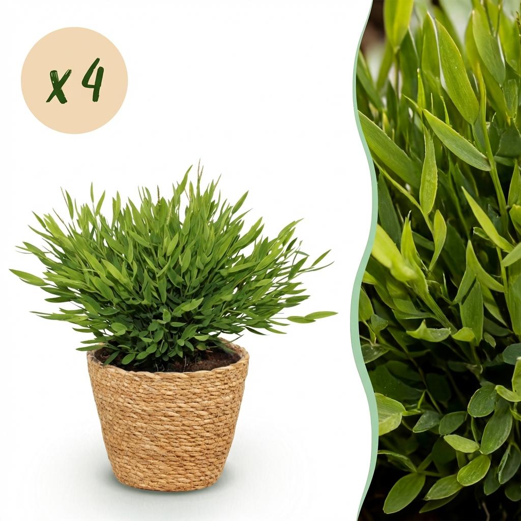 Une élégante Bambusa Pogonatherum Monica avec son feuillage dense d'un vert éclatant, présentée dans un cache-pot panier