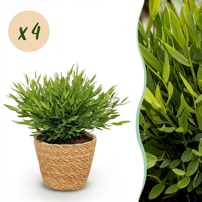 Une élégante Bambusa Pogonatherum Monica avec son feuillage dense d'un vert éclatant, présentée dans un cache-pot panier