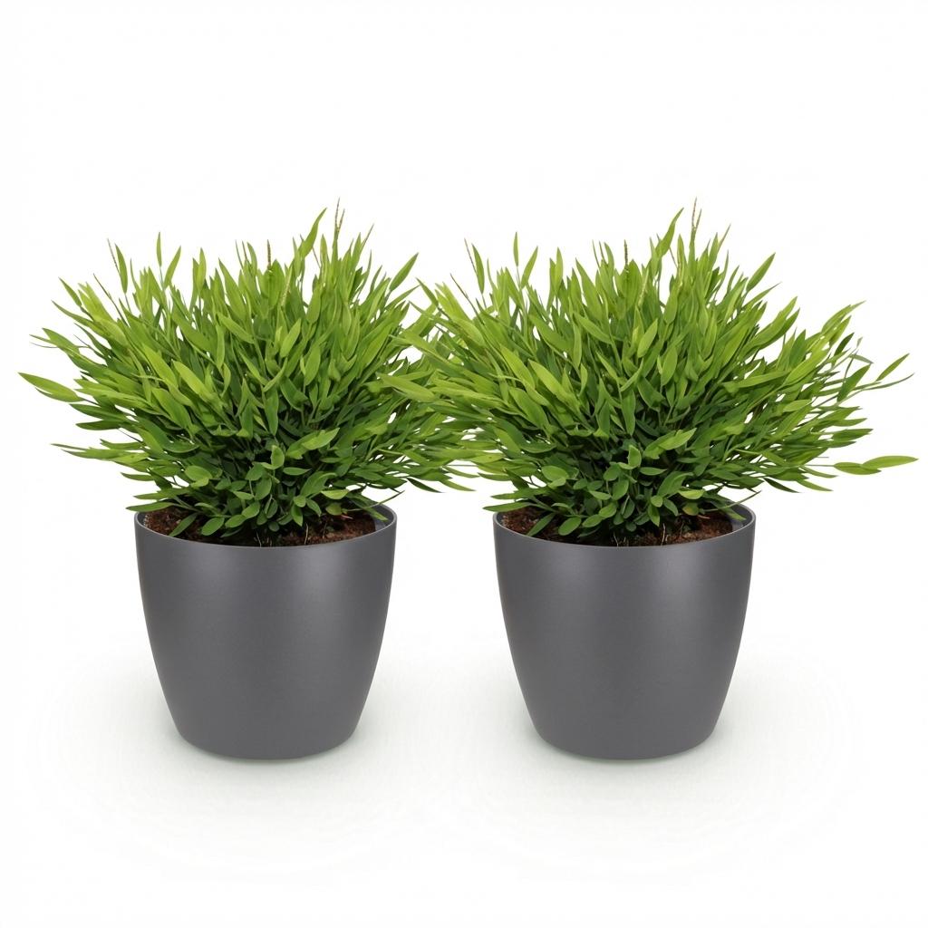 Deux petits bambous miniatures Pogonatherum Monica au feuillage dense et vert clair dans des pots gris foncés