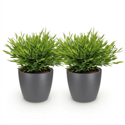 Deux petits bambous miniatures Pogonatherum Monica au feuillage dense et vert clair dans des pots gris foncés