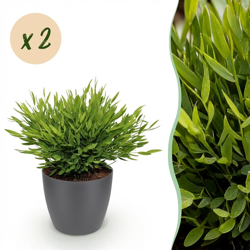 Cette herbe de bambou Bambusa Pogonatherum Monica présente un feuillage vert dense dans un cache-pot gris