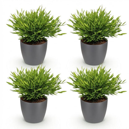 Quatre bambous miniatures Pogonatherum Monica avec un feuillage vert dense dans des pots gris foncés