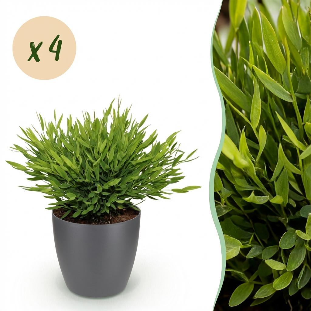 Un pot de Bambusa Pogonatherum Monica gris avec son feuillage dense et ses petites feuilles vert clair bien visibles sur fond blanc
