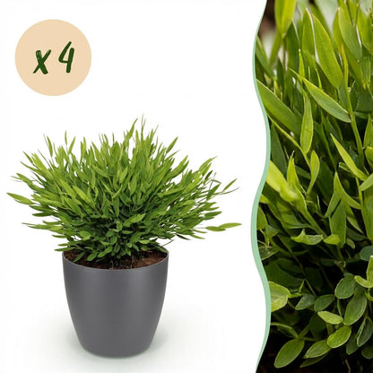 Un pot de Bambusa Pogonatherum Monica gris avec son feuillage dense et ses petites feuilles vert clair bien visibles sur fond blanc