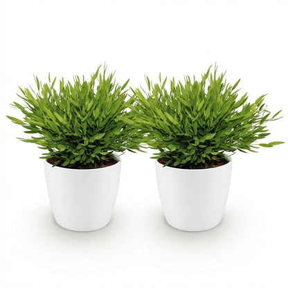 Deux petits bambous miniatures Pogonatherum Monica au feuillage vert frais dans des pots blancs classiques