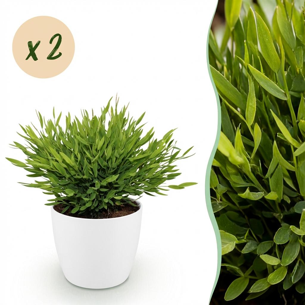 Un pot de Bambusa Pogonatherum Monica avec un feuillage dense et vert clair, dans un élégant cache-pot blanc