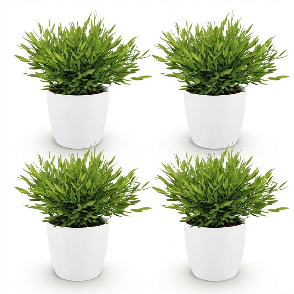 Quatre pots blancs cylindriques contenant chacun un bambou miniature avec un feuillage vert dense