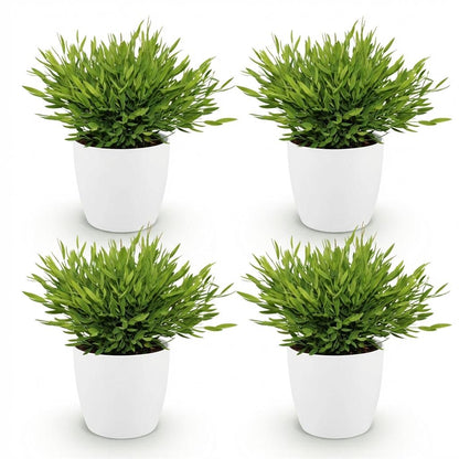 Quatre pots blancs cylindriques contenant chacun un bambou miniature avec un feuillage vert dense