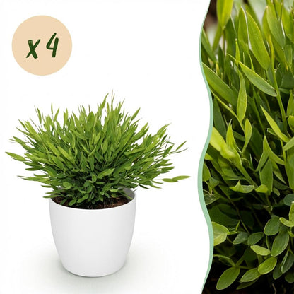 Cette herbe de bambou Bambusa Pogonatherum Monica présente un feuillage dense et luxuriant d'un vert éclatant dans son cache-pot blanc