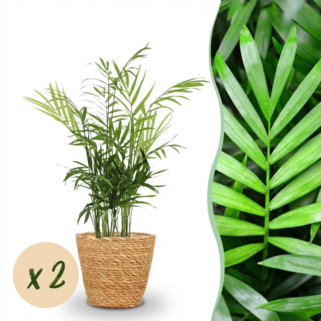 Un magnifique palmier Chamaedorea elegans verdoyant et touffu, présenté dans un élégant cache-pot Panier tressé