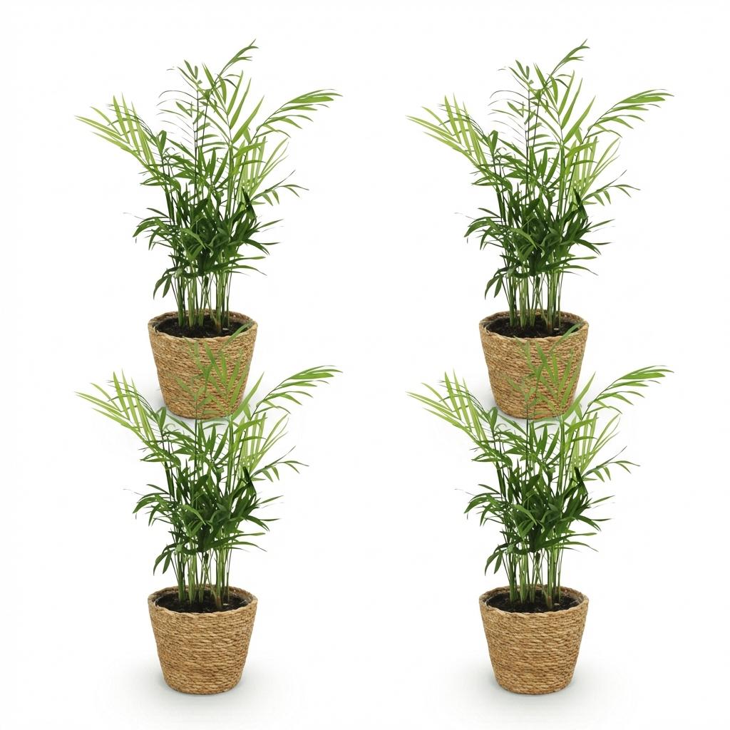 Quatre chamaedorea elegans avec un feuillage vert clair, dans des cache-pots en osier tressé marron clair